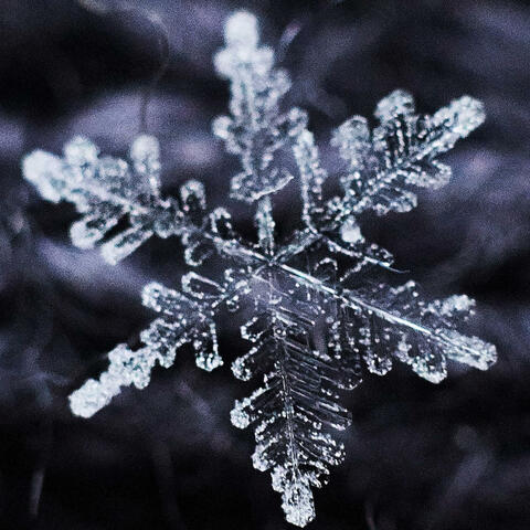 Snowflake, July 16th