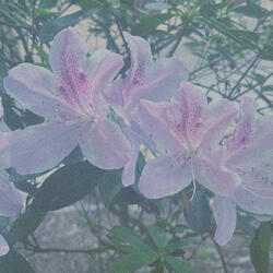 Nonthing, No (feat. Uncle Marty)