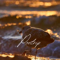 Poetrip