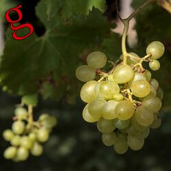 Vitis vinifera