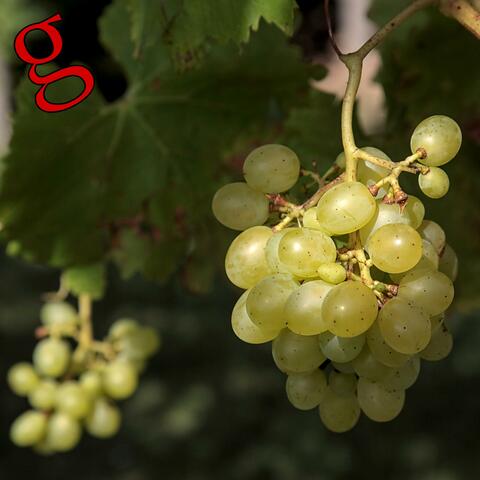 Vitis vinifera