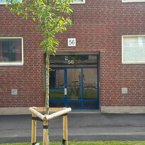 Gåsagången