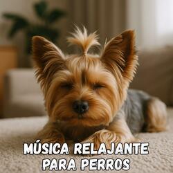 Dulce Noche Perruna