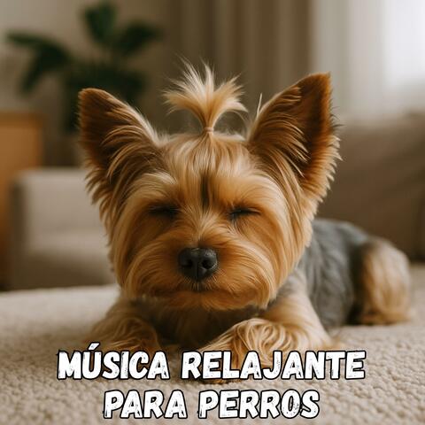 Música relajante para perros