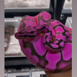 Backdoor hos (feat. 2highoffem)