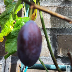 My Plum in the Yard