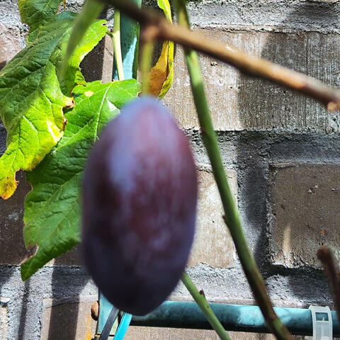 My Plum in the Yard