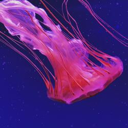 WAVES 1.1. Underwater Meditation