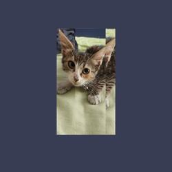 Meow! 2