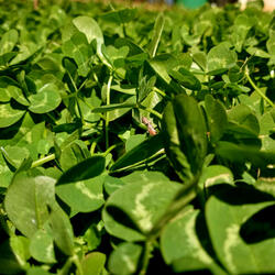 LA PORTE DESDE LAREDO