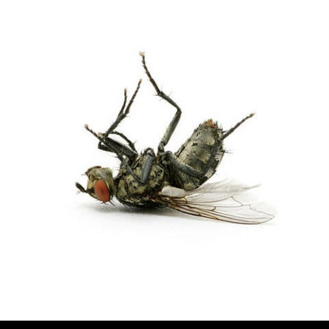 Flys in the Trap