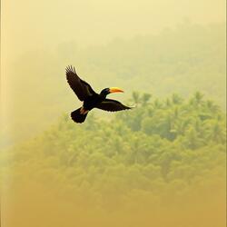 Sarawak (Happy Sarawak Day)