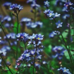Meadow Silence