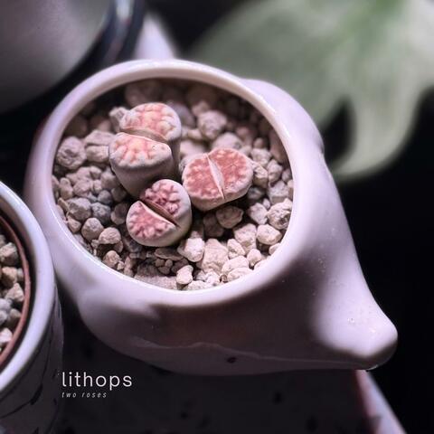 Lithops
