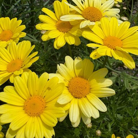 How You Doing My Old Friend