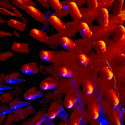 July Morning (aka up all night)