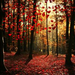 Valentine I Searched For