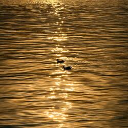 ya sidi ensa ♫ ambient haze pad