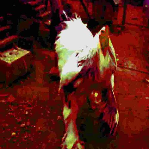 ｂｉｇ　ｃｈｉｃｋｅｎ