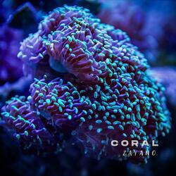 Coral