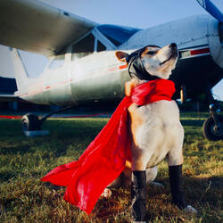 Someone's Gotta Be The Hero