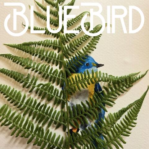 Bluebird