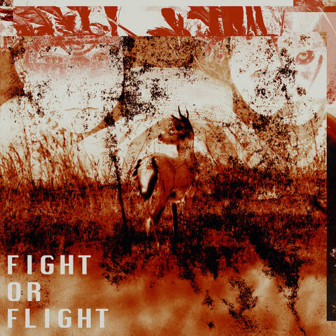 Fight or Flight