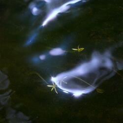 Passeriformes (feat. Silk Screen)