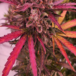 High times in the morning