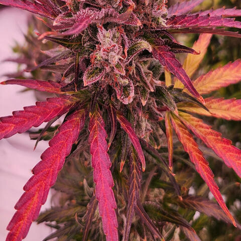 High times in the morning