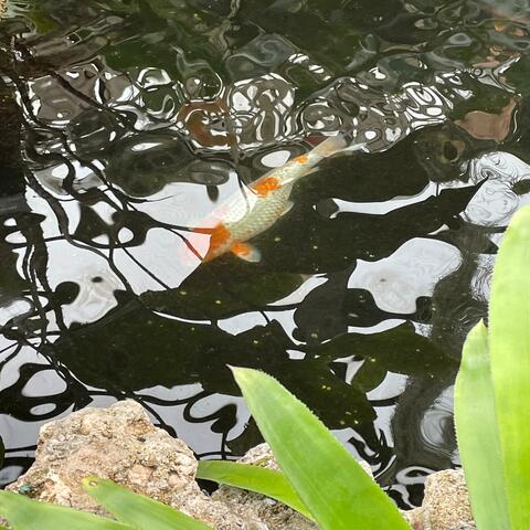 Playing Koi