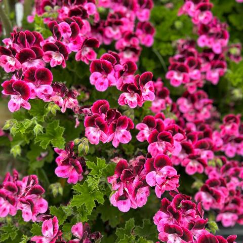 2 piece and a biscuit