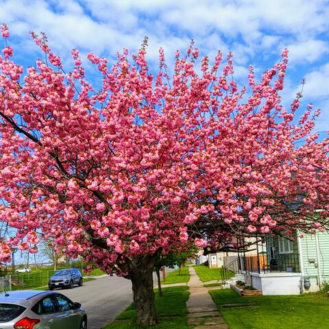 Smooth Smoke (C_14')