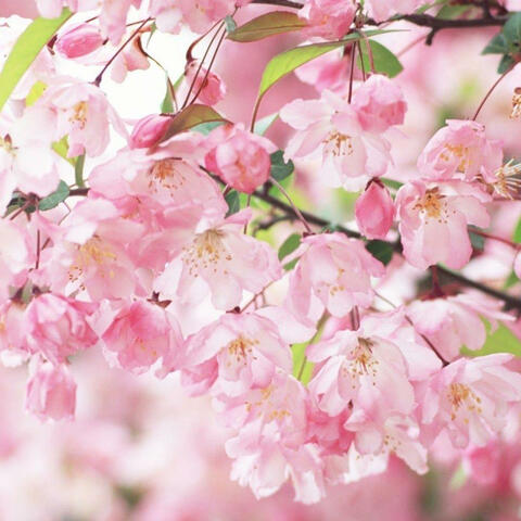 sweet dreams, lost one