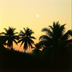 Mango Moon Rising