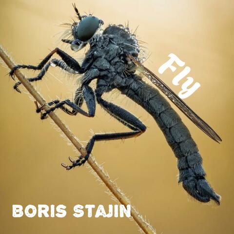 Fly