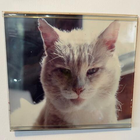 A Cat Named Paw