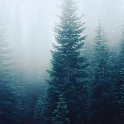 Stillness Between Leaves