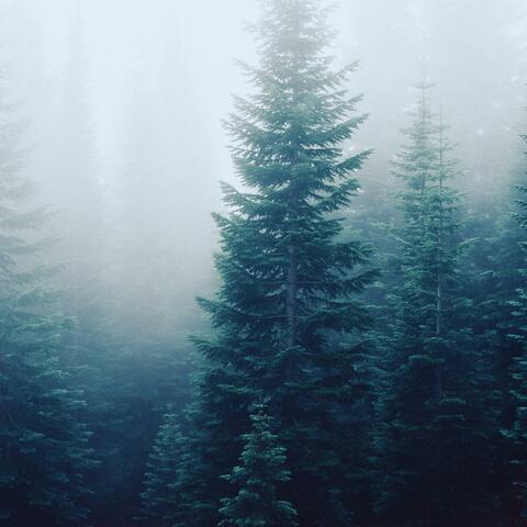 Stillness Between Leaves