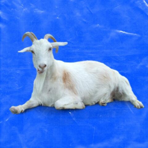G.O.A.T.