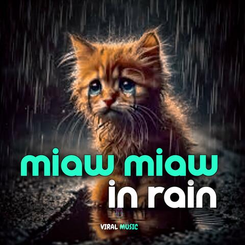 miaw miaw in rain