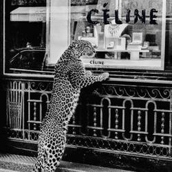 Celine Cheetah (feat. Dotstarr)