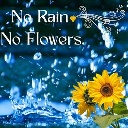 No Rain, No Flowers!