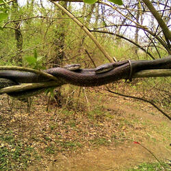 Solace of the Hour/DEMO