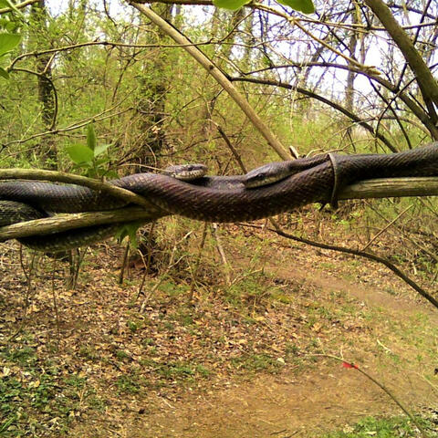 Solace of the Hour/DEMO