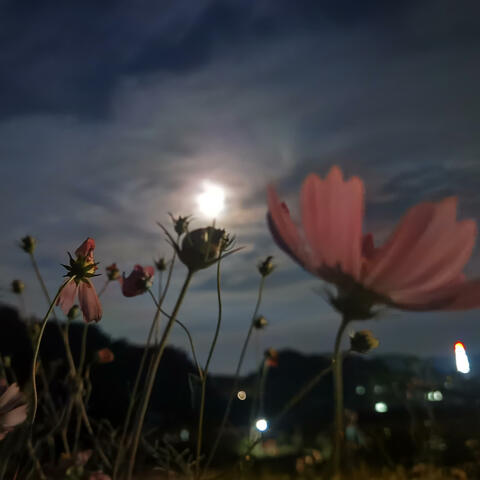 다가설 수 없는 사랑