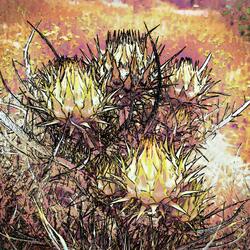 Transfiguration Waltz