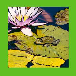 Knight of the Lilypad