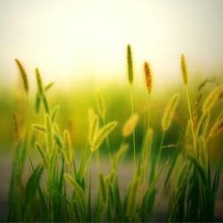 Soft Meadow's Light