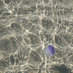 Coracão (Conclusão)